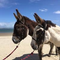 47368006 1586856848080810 3910375591940980736 n 1.jpg nc cat106 nc ohc IEj7ntUdS8AX9Z3WaW nc htscontent lht6 1 1