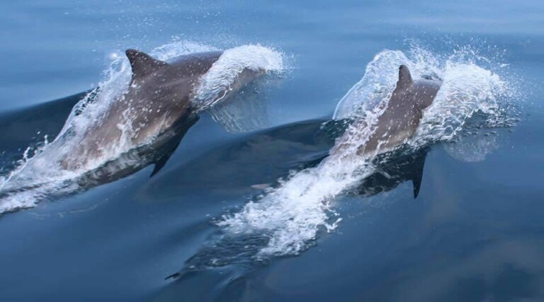 seacruise dolphin 1 768x427