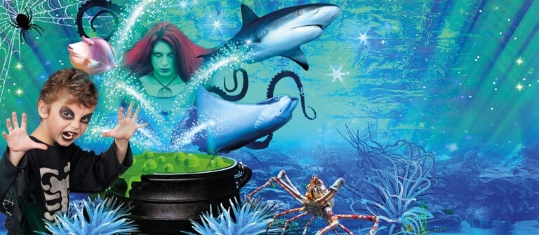 122169397 3634731333237784 7040662889043491348 o 1 768x336