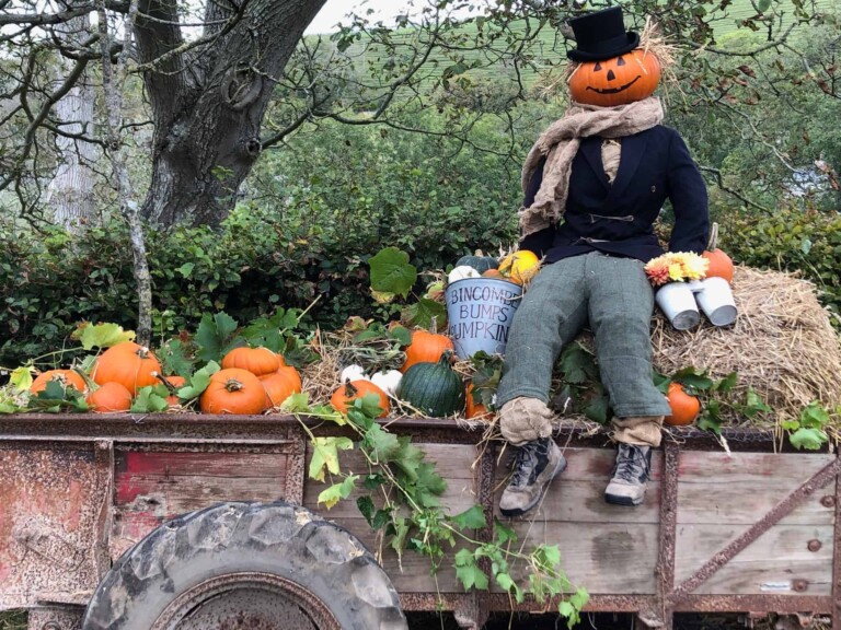 pumpkins 1 1 768x576