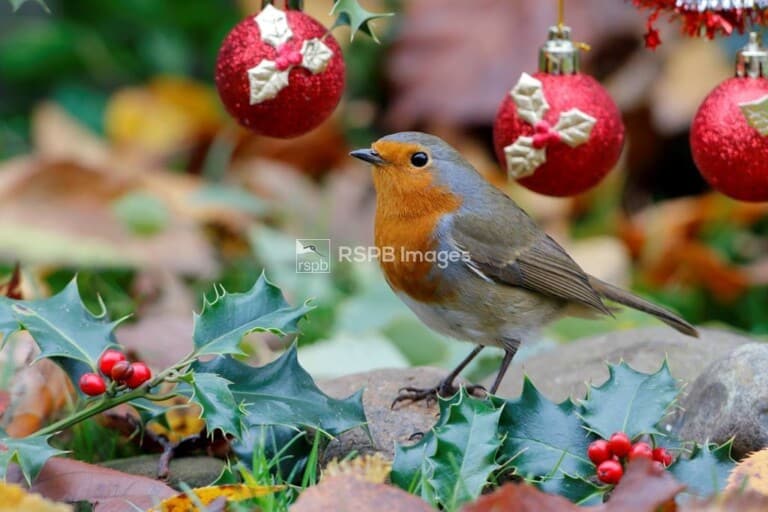 RSPB pick up a pine weymouth 768x512