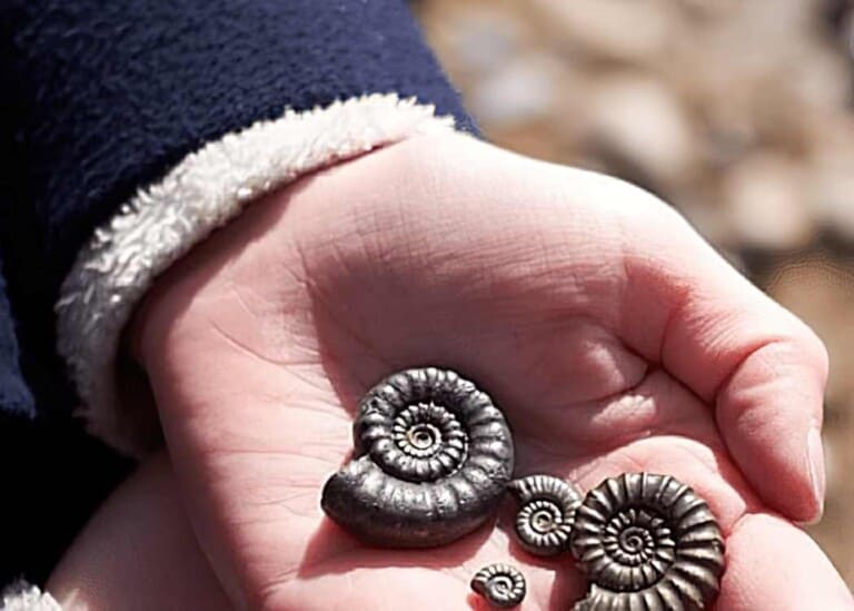 jurassic coast trust workshop standard scale 3 00x gigapixel 768x549