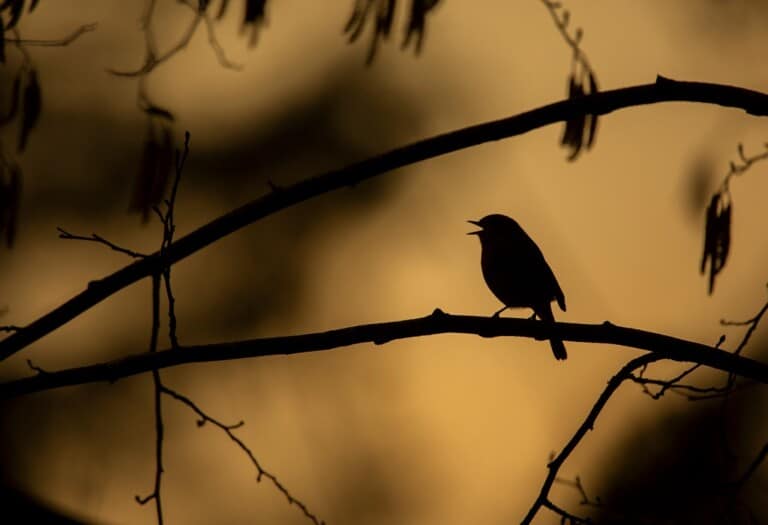 8198721A 5E2C 4310 9CC5 AD80224B640F 768x525