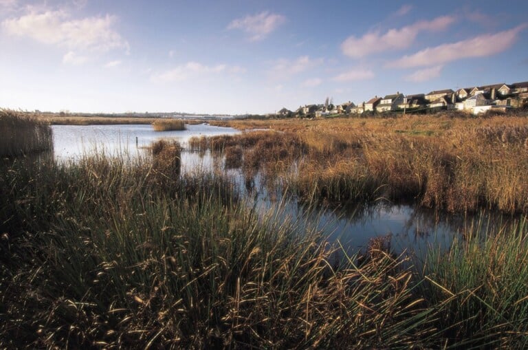 Andy Hay rspb images.com  768x509