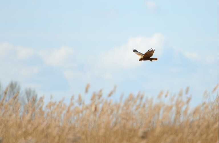 Ben Andrew rspb images.com10 768x501