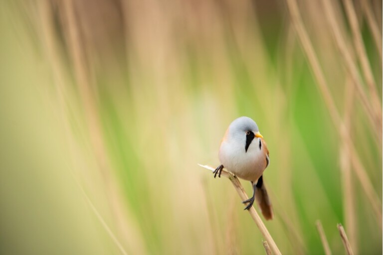 Ben Andrew rspb images.com3  768x512