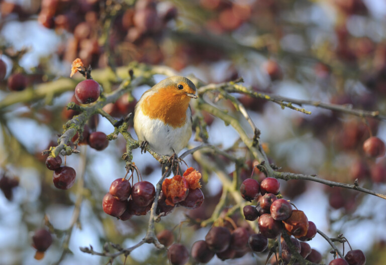 nature tots december Ben Andrew rspb images.com  768x528