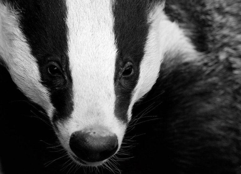 Ben Andrew rspb images.com 19 768x556