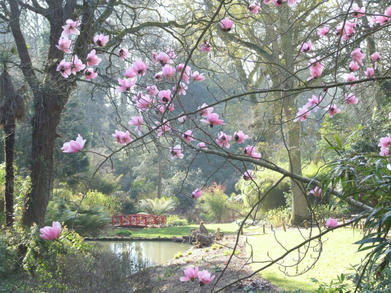 Magnolia campbellii foreground early spring 768x576