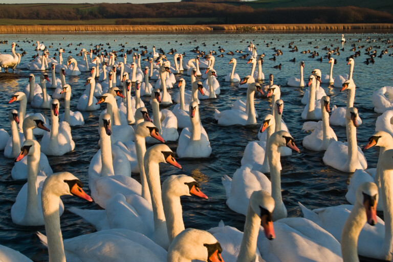 Swans Evening light 2 768x512