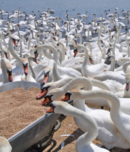Swans self feeding 2 257x300