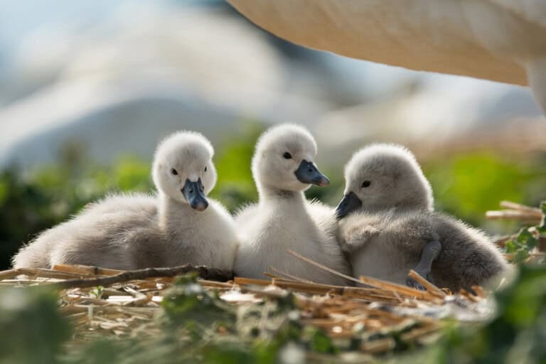 Three cygnets on nest Wilfreda Beehive July 2022 Charlie Wheeler Photo... 2 768x512