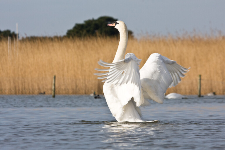 WLBIMS 0552 2 768x512