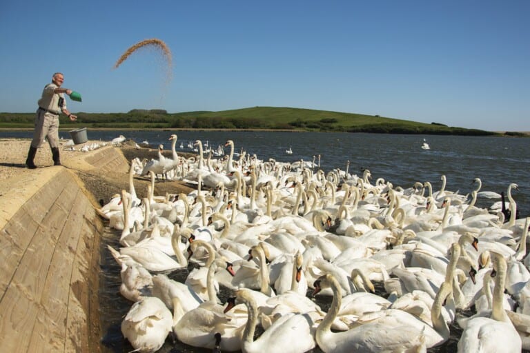 06 Swanherd Steve Groves Charlie Wheeler Photography min 768x512