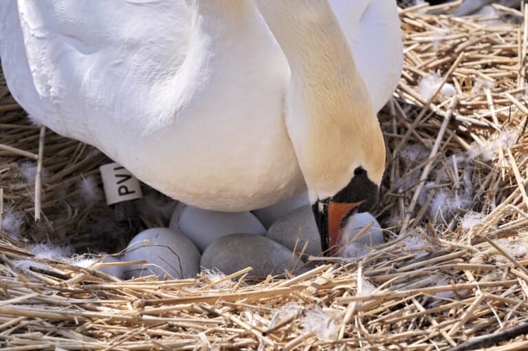 Swan egg turning 768x510