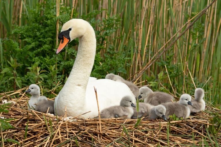 pen with 8 cygnets 2 768x512