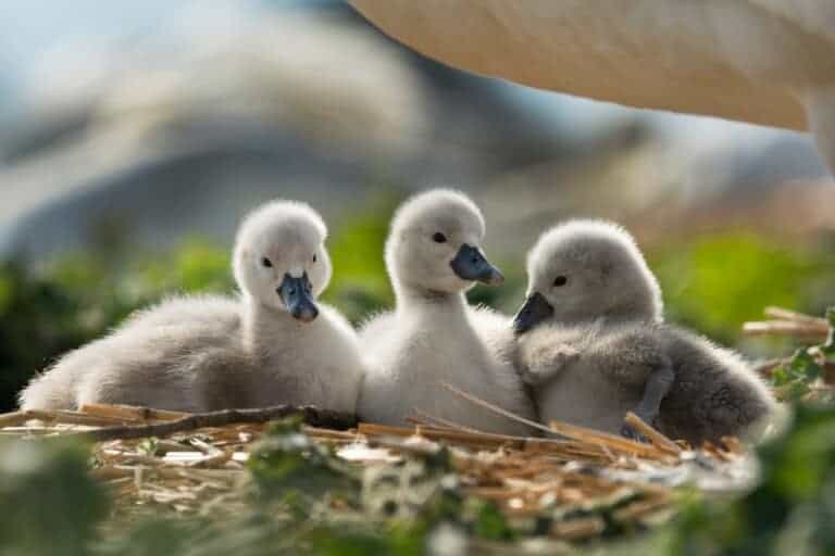 344888846 1230668377813123 4908591864842488657 n 768x512