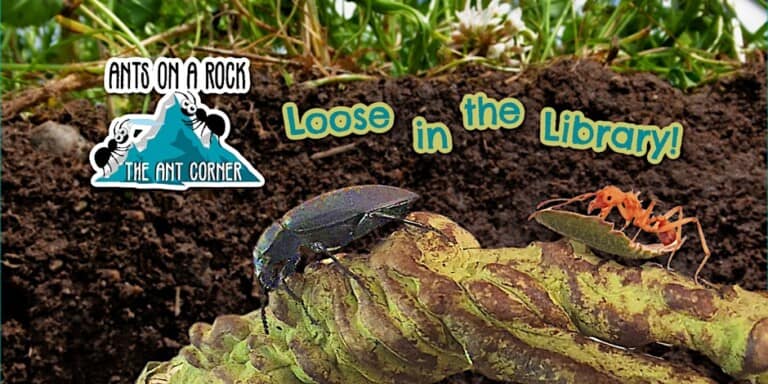 ANTS 768x384