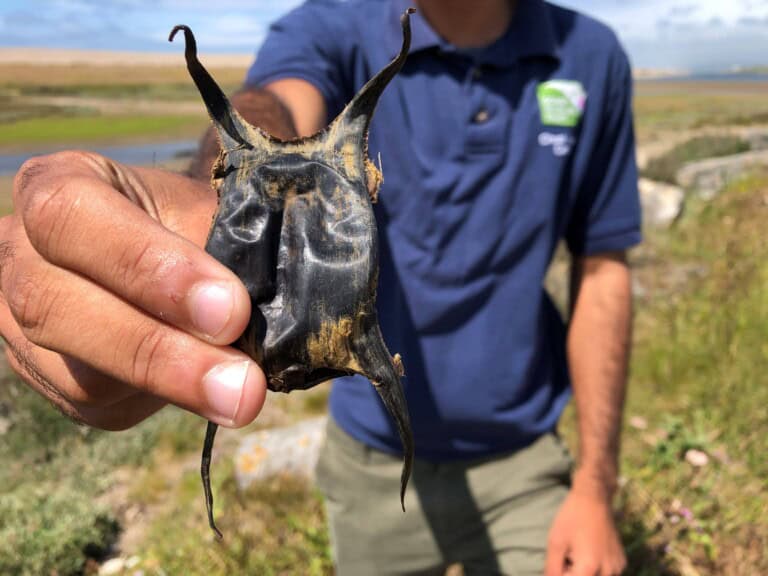 Eggcase Hunt Marc Kativu Smith Eggcase 2 768x576