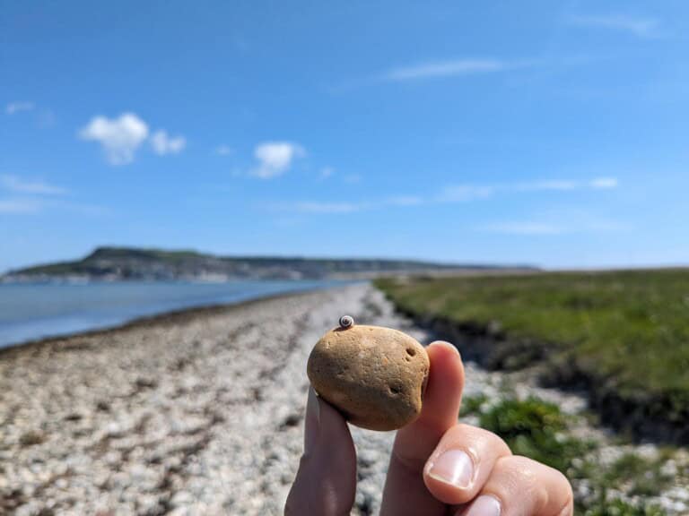 Shells snails and slime trails VA 768x576