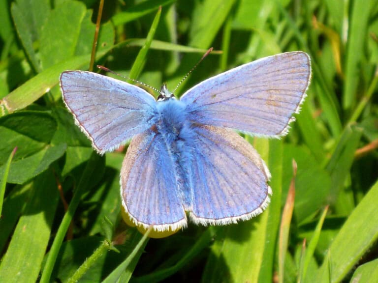 Vicky Ashby Common Blue M edited 768x576