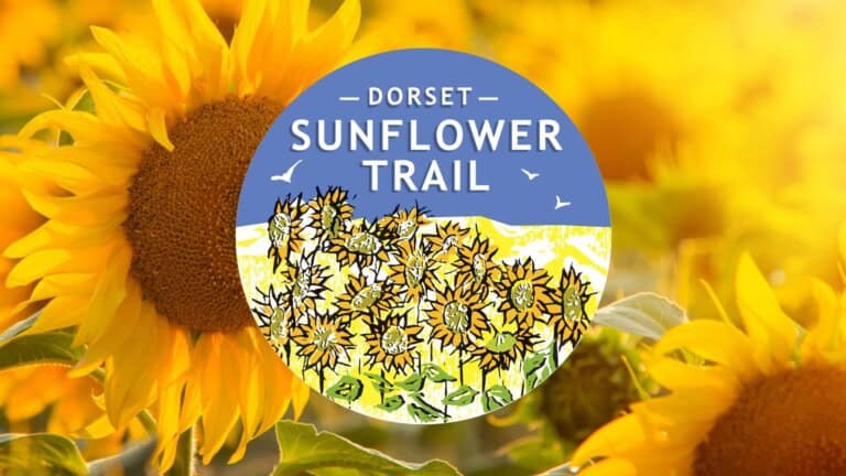 sunflower trail 768x432