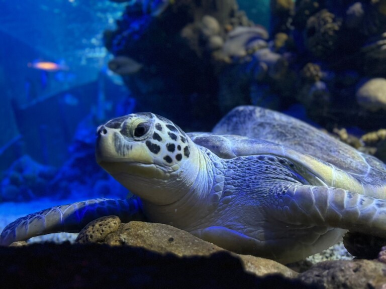 Turtle Close Up 768x576