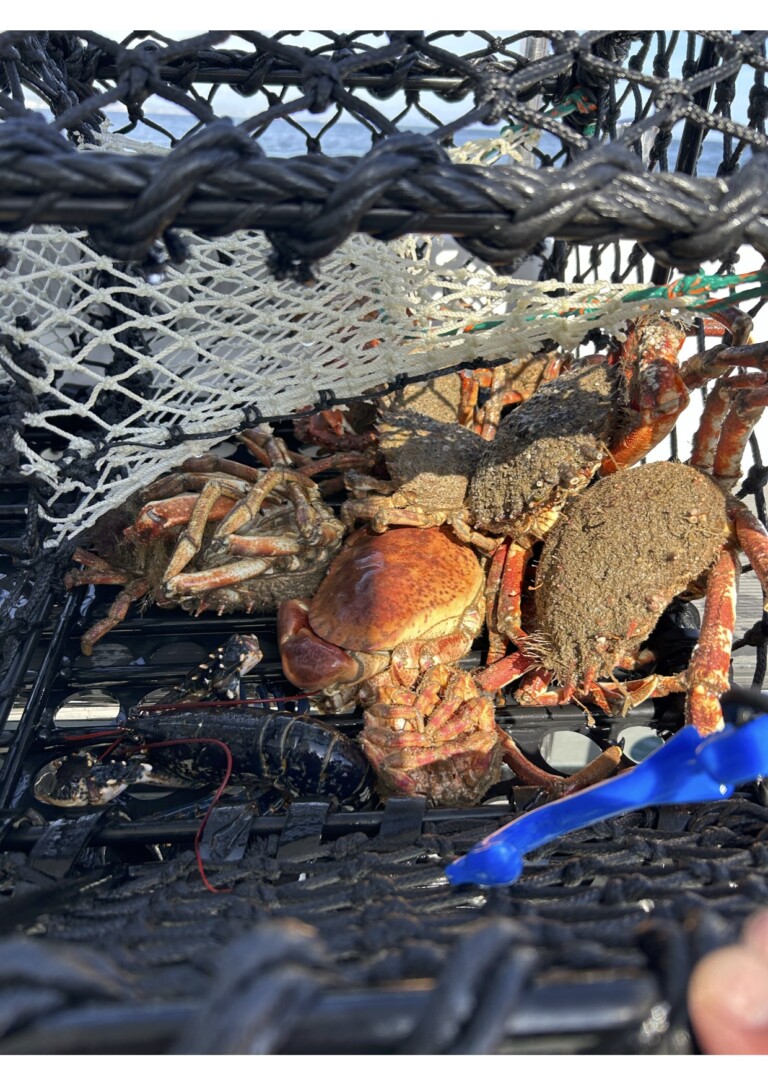 pot with crabs 768x1086