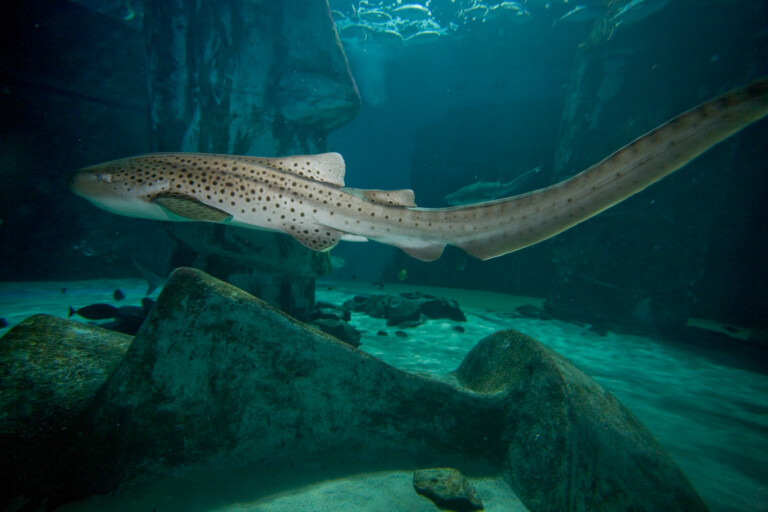 6533 Zebra Shark2 768x512