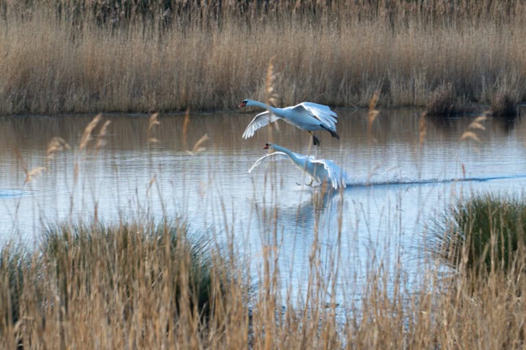 RSPB Lodmoor Nature Reserve