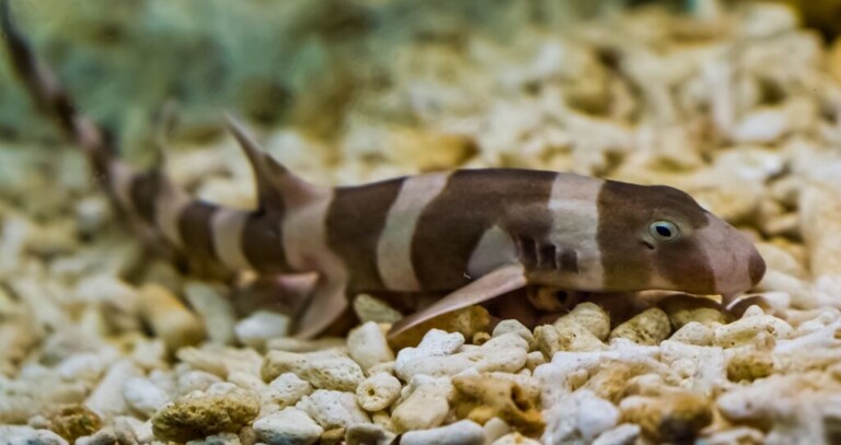 Medium 10577 Brown banded bamboo shark  2  768x407