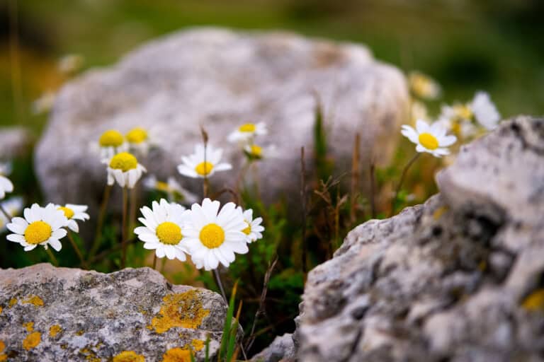 natural rock stone and daisy texture with yellow l 2025 01 09 09 48 05 utc 2 768x512