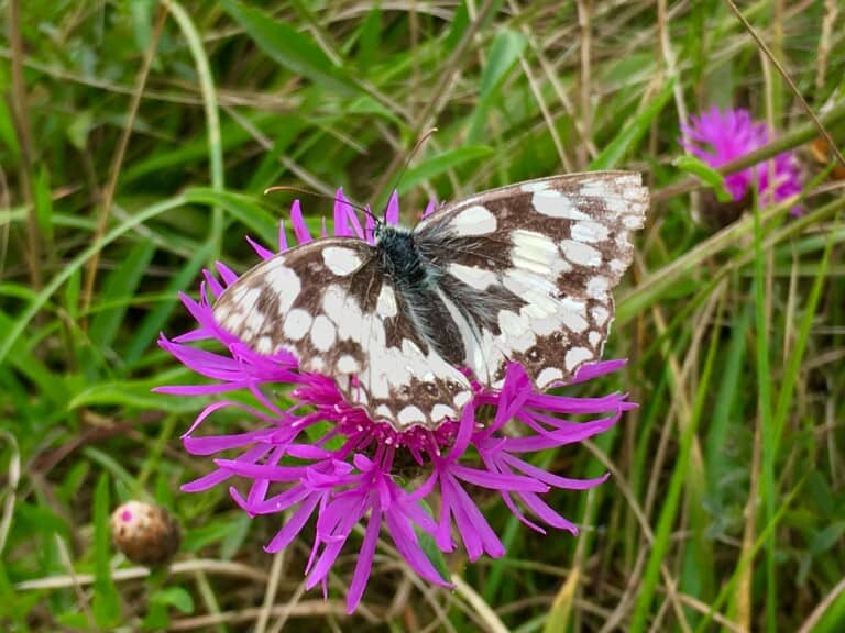 Marbled white butterfly Sarah Hodgson 768x576