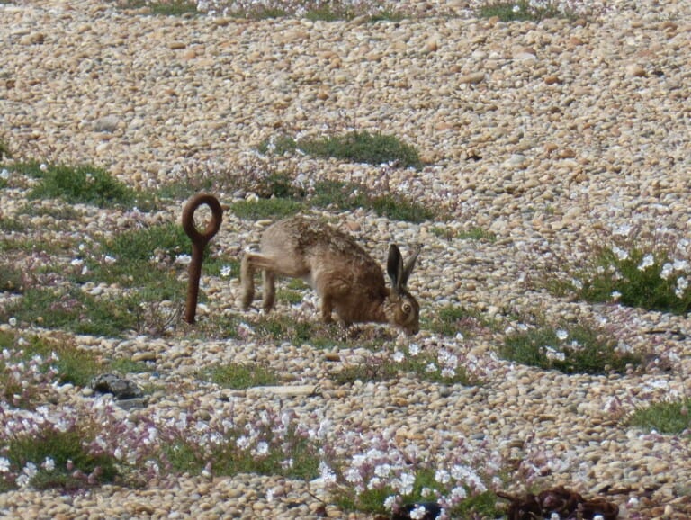 Hare on Chesil Beach © Angela Thomas 768x578