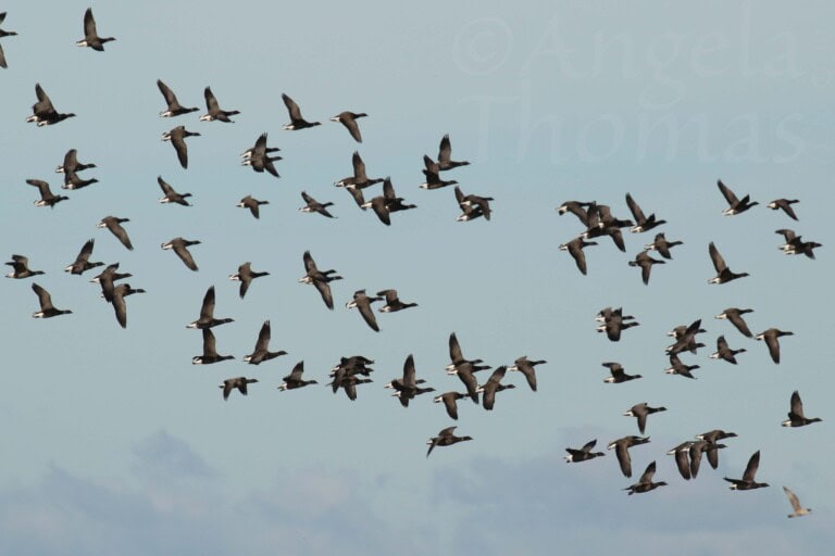 Brent geese Ferrybridge 5 Oct 2017 AT 768x512