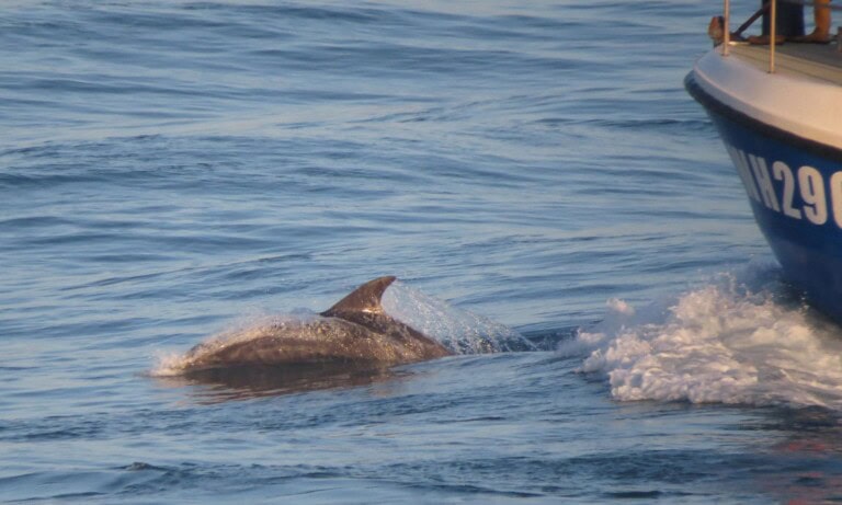 Bottlenose dolphins Portland Bill 2017 Sarah Hodgson 1 1 768x461