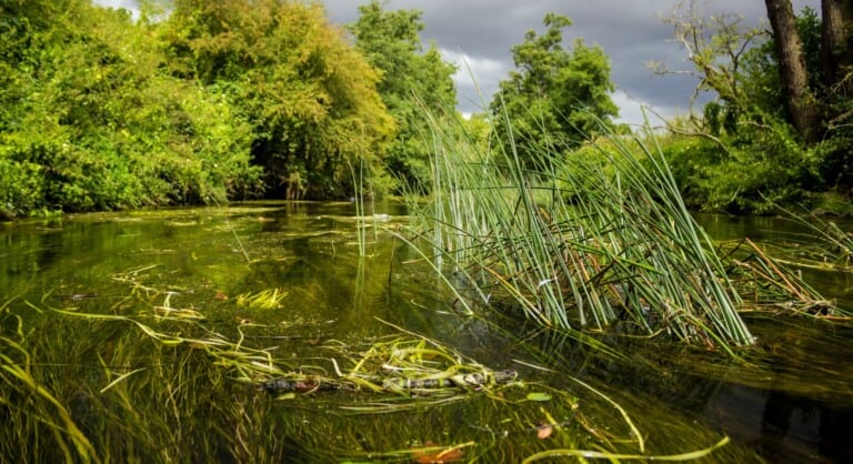 Ed Marshall River rush 6563 resized 768x418