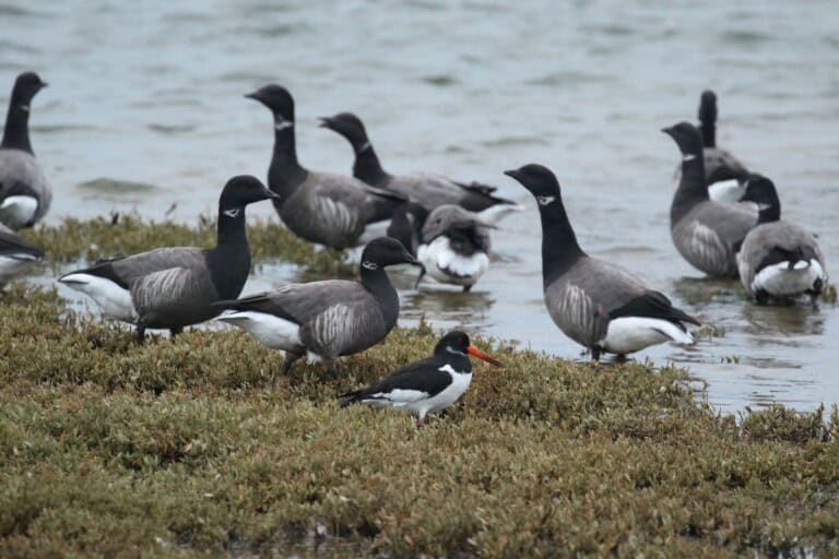 Oyster catcher Brent geese Frrybridge 21 Nov 2017 2 oct 768x512