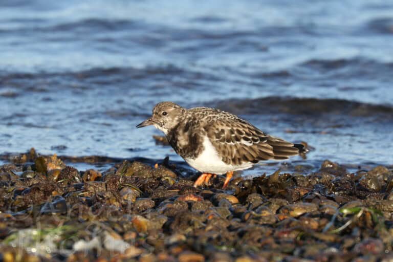 Turnstone Ferrybridge 29 Nov 2016 AT 768x512