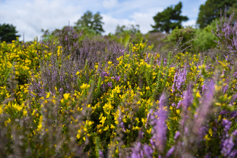 heather and gorse Sam Turley 768x512