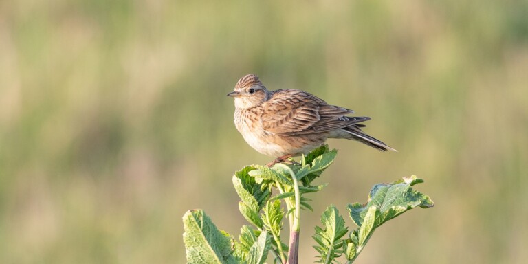 Skylark 2 Jenny Warr 768x384