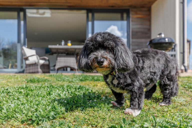 dog friendly luxury cottages dorset 768x512