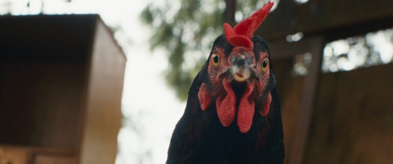 Hen 2 768x322