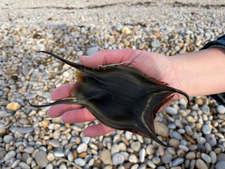 Eggcase Sarah Hodgson 768x576