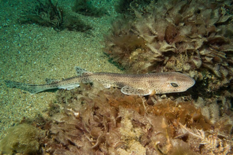 Small spotted catshark JHatcher 1705 768x512