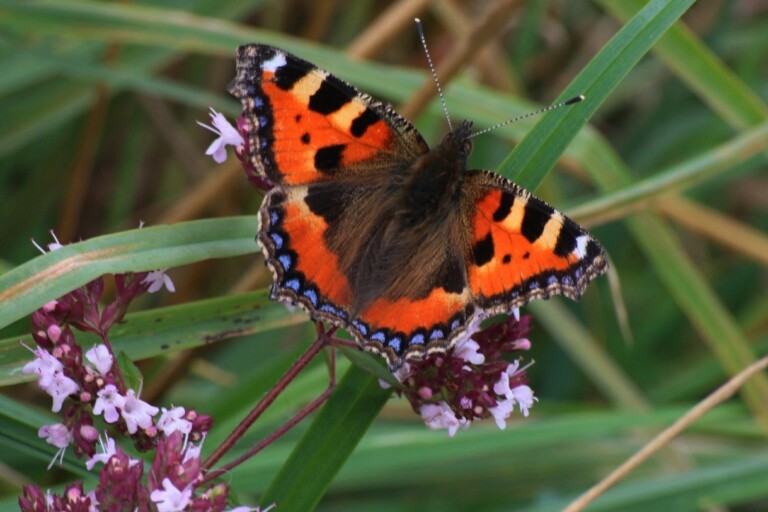Tortoiseshell butterfly on marjoram Tony Bates 768x512