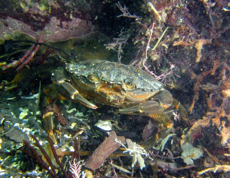 shore crab KBay JHatcher 768x595