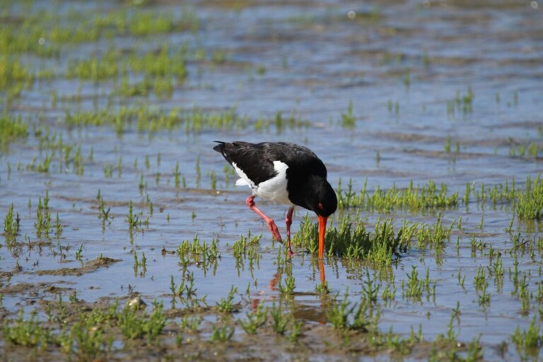 Oystercatcher AT 768x512