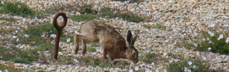 Screenshot 15 9 2026 103238 www.dorsetwildlifetrust.org .uk 768x242